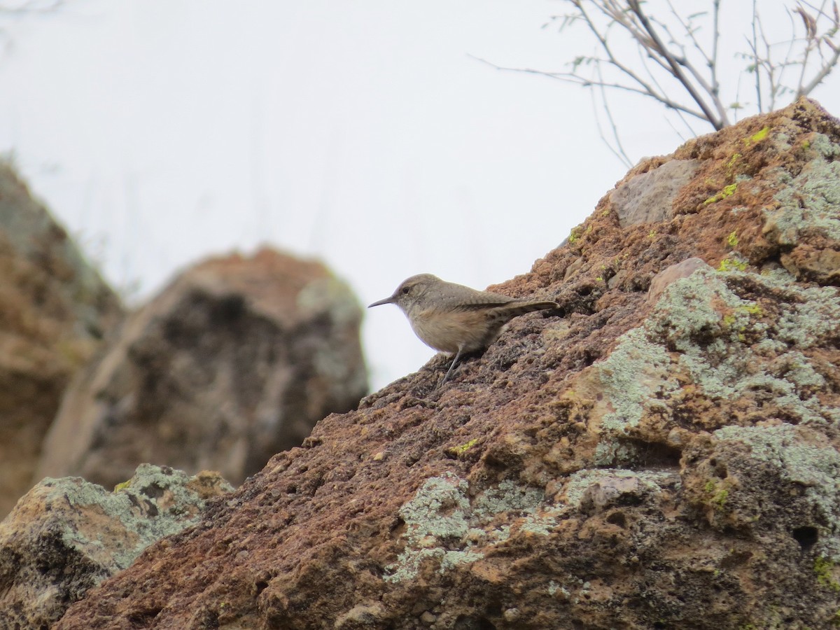 イワミソサザイ - ML646276813