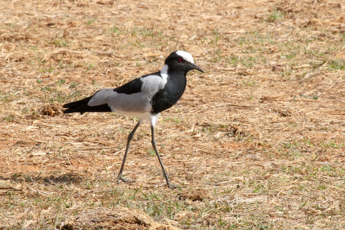 シロクロゲリ - ML646276814