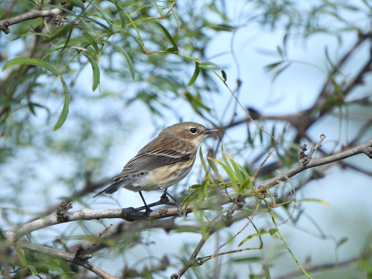 キヅタアメリカムシクイ - ML646276815