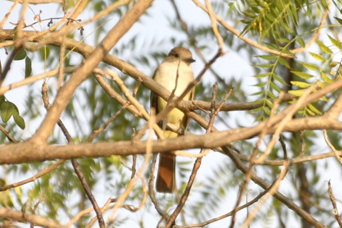 ハイノドヒタキモドキ - ML646276816