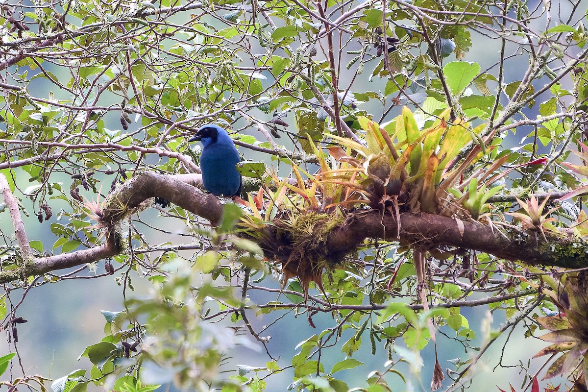 Turquoise Jay - ML646276817