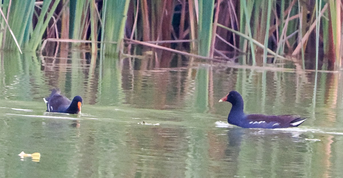 アメリカバン - ML646276818