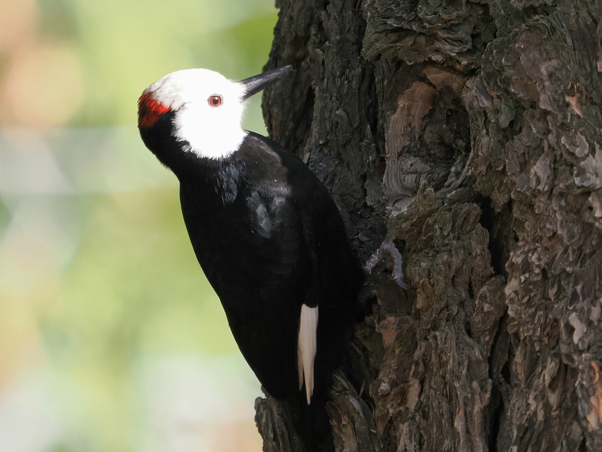 strakapoud bělohlavý - ML646276819