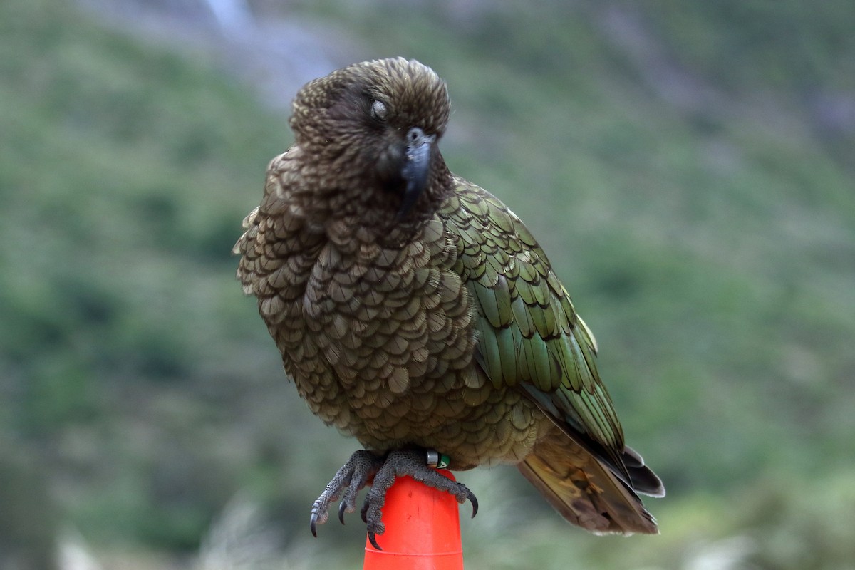 Kea - ML646276821