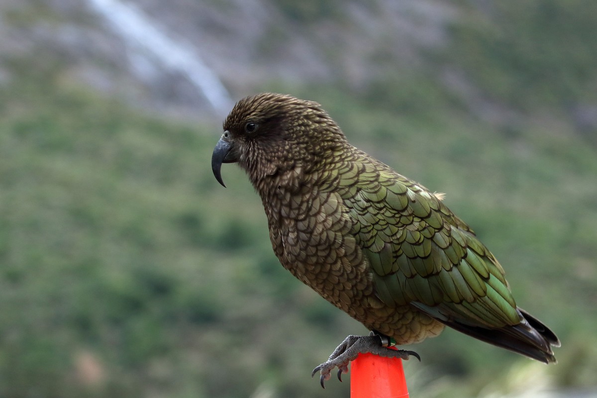 Kea - ML646276822