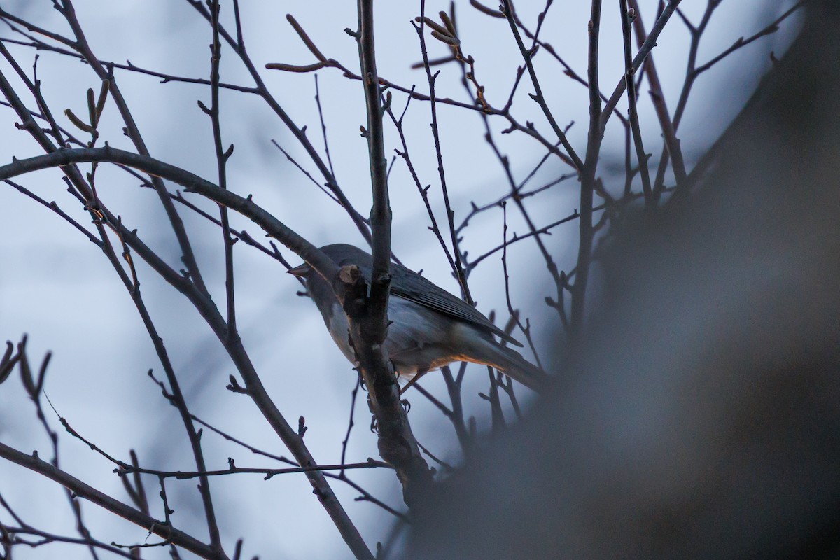 ユキヒメドリ - ML646276824