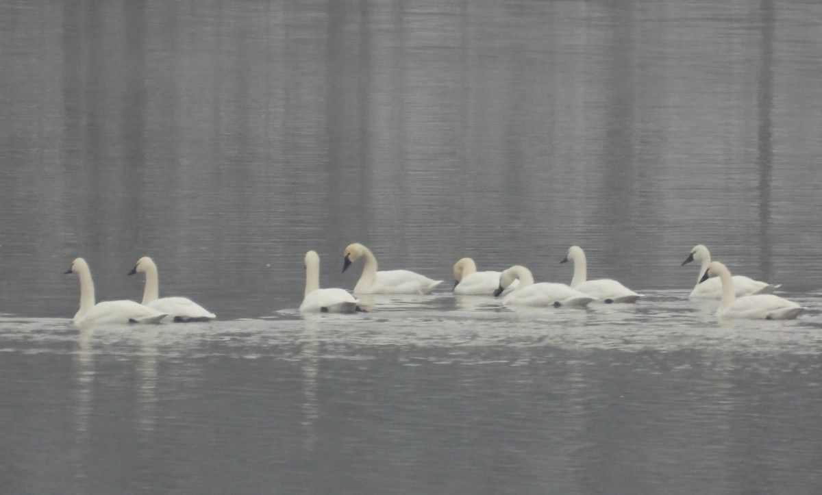 コハクチョウ - ML646276825