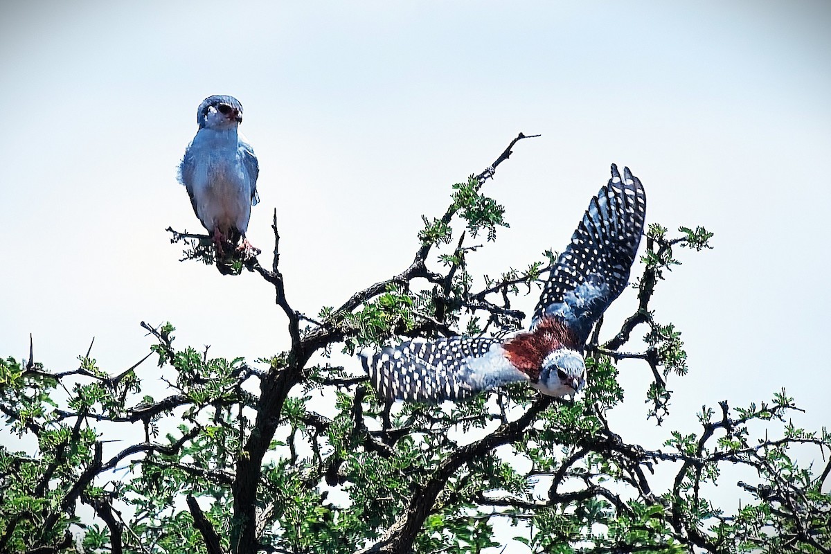 Pygmy Falcon - ML646276828