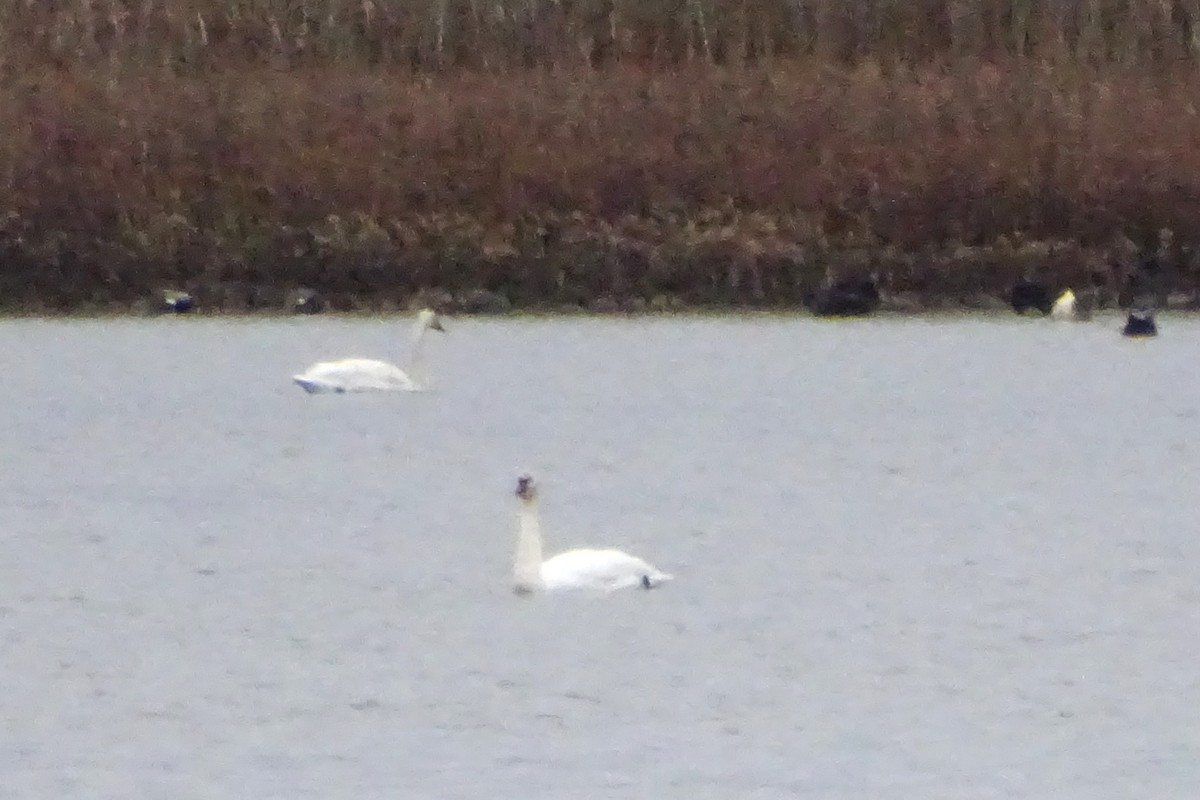 Tundra Swan - ML646276830