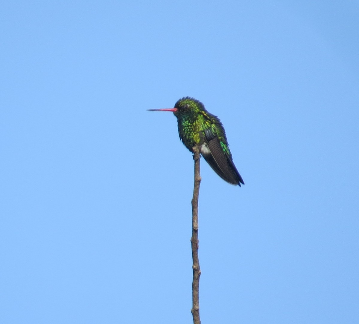 Glittering-bellied Emerald - ML646276834
