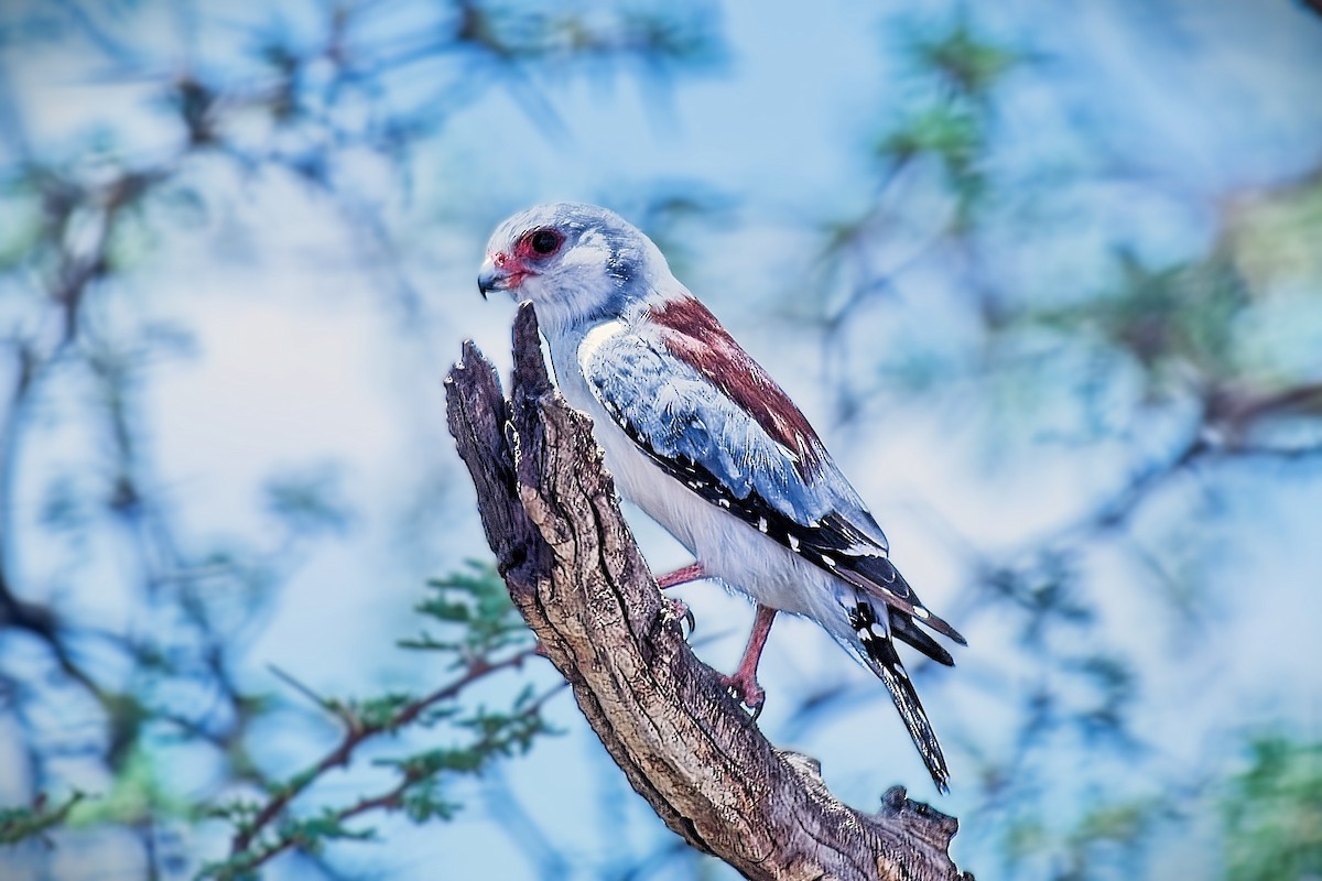 Pygmy Falcon - ML646276835