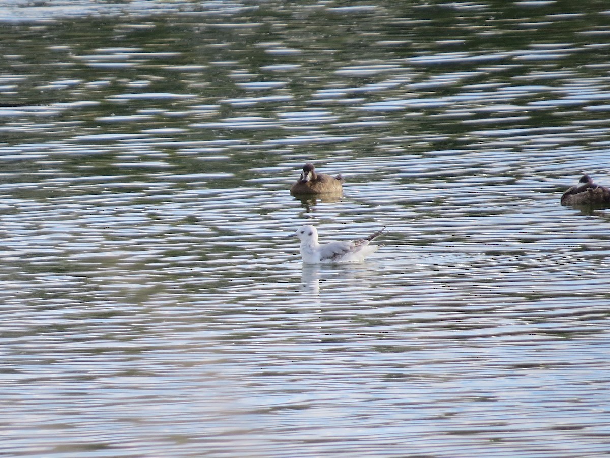 Bonaparte's Gull - ML646276836