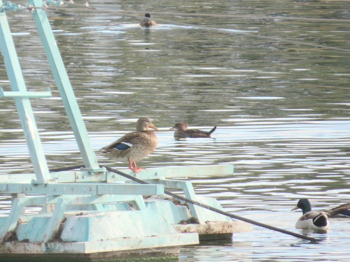 Hooded Merganser - ML646276840