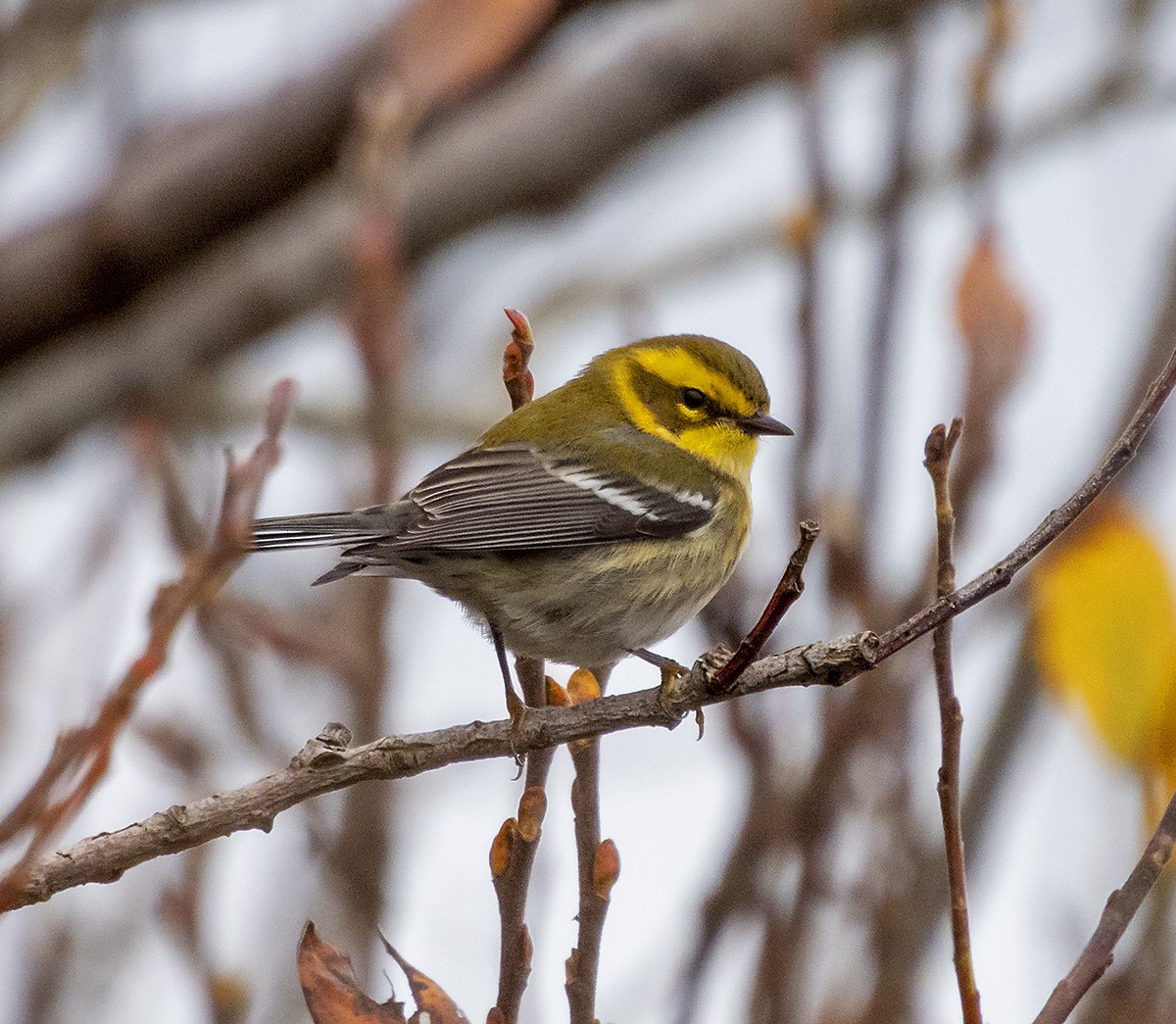 Townsend's Warbler - ML646276841