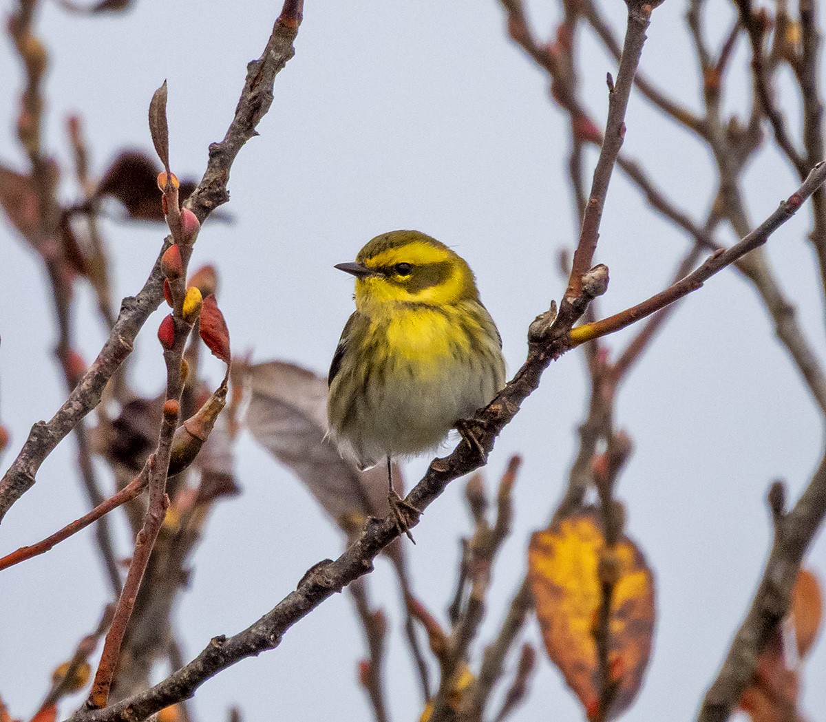 Townsend's Warbler - ML646276842