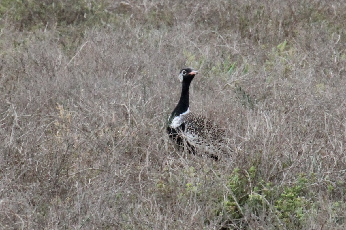 drop bělolící - ML646276846