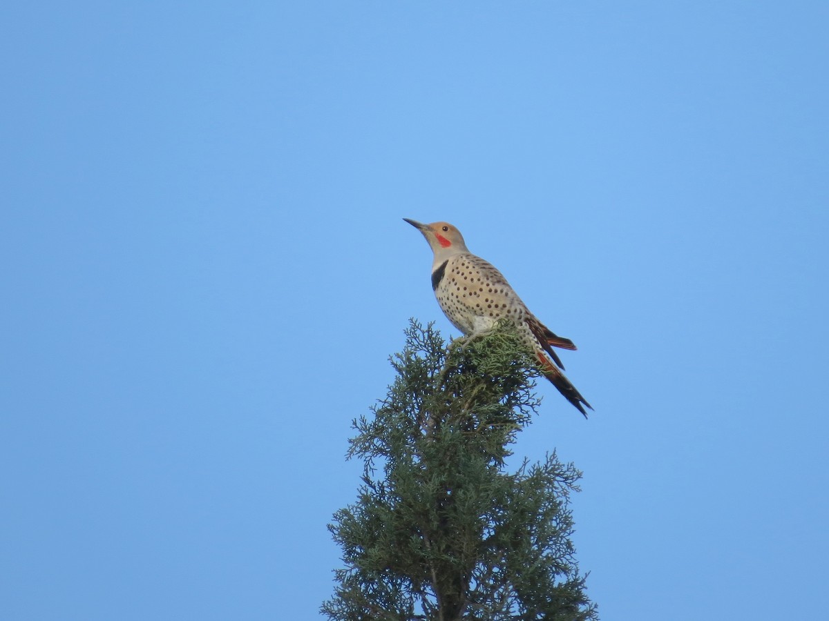 Northern Flicker - ML646276851