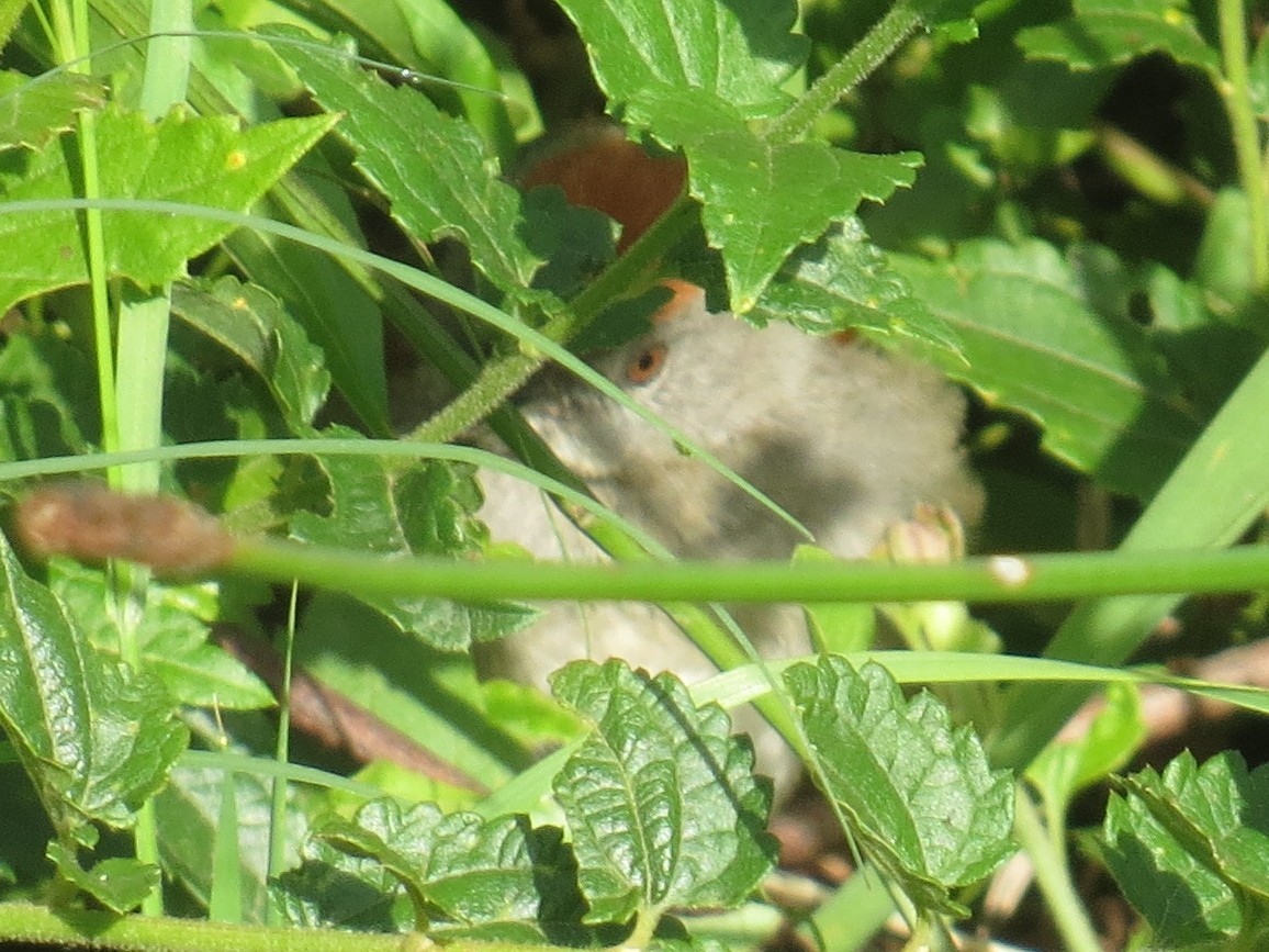 Sooty-fronted Spinetail - ML646276852