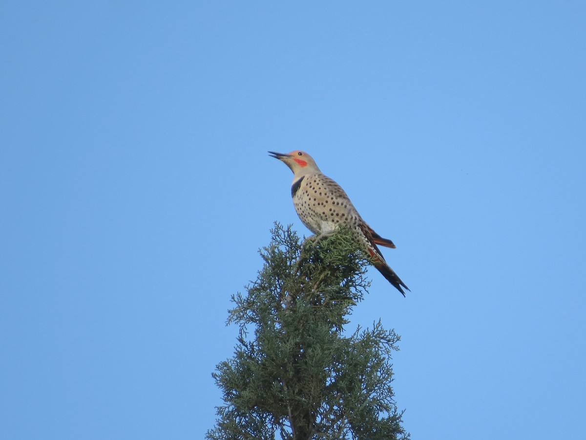 Northern Flicker - ML646276853