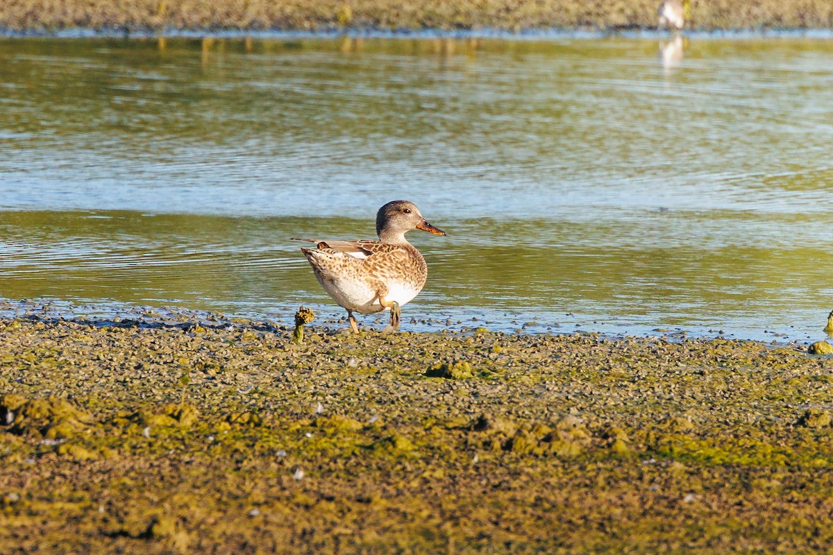 Бор нугас - ML646276854