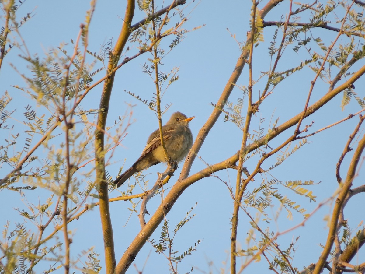 Greater Pewee - ML646276858