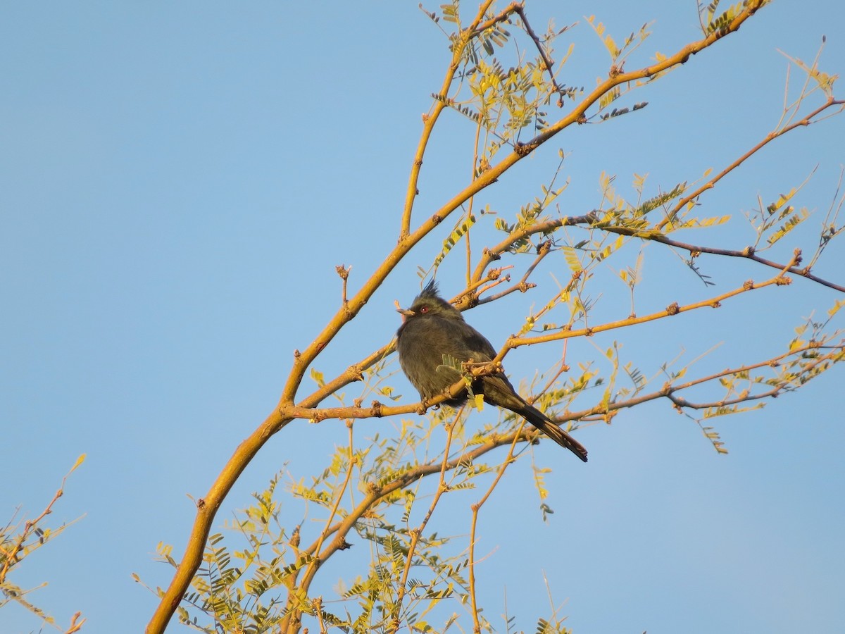 Phainopepla - ML646276860