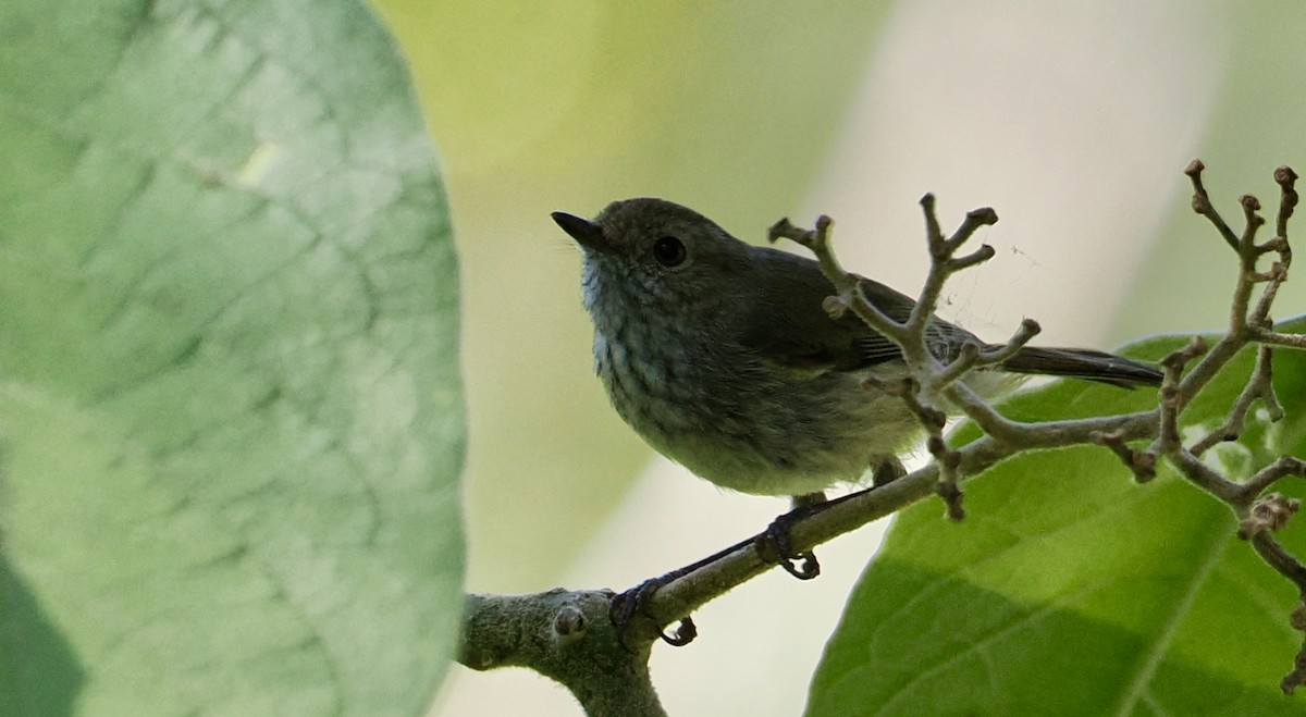 Brown Thornbill - ML646276862