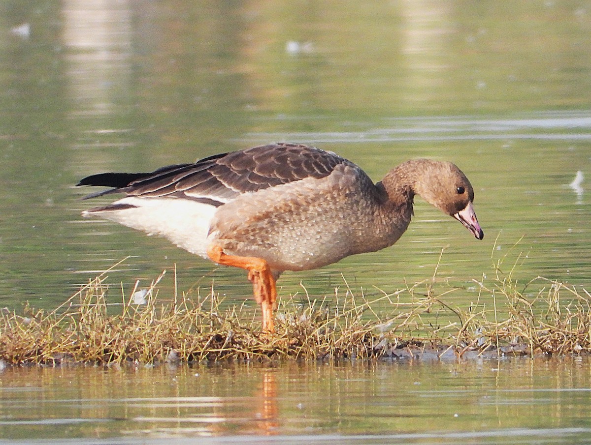 Greater White-fronted Goose - ML646276865