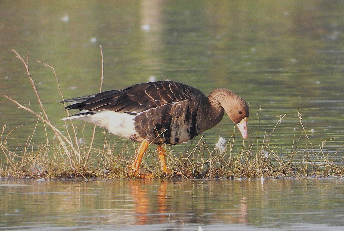Greater White-fronted Goose - ML646276866