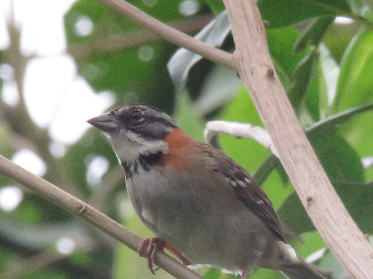 Rufous-collared Sparrow - ML646276867