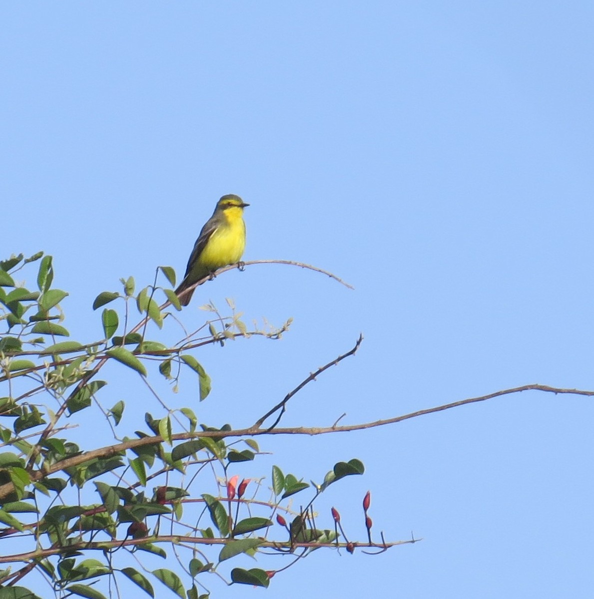 Yellow-browed Tyrant - ML646276868