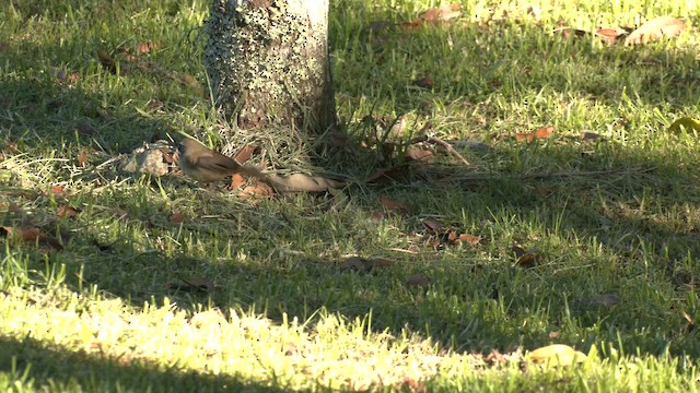 Sedosito Cejiblanco - ML646276871