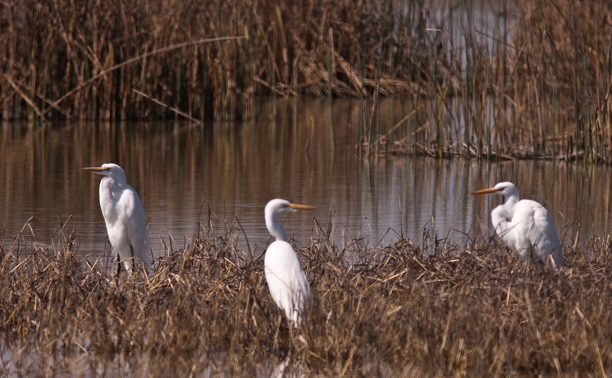 Koartza zuria - ML646276873