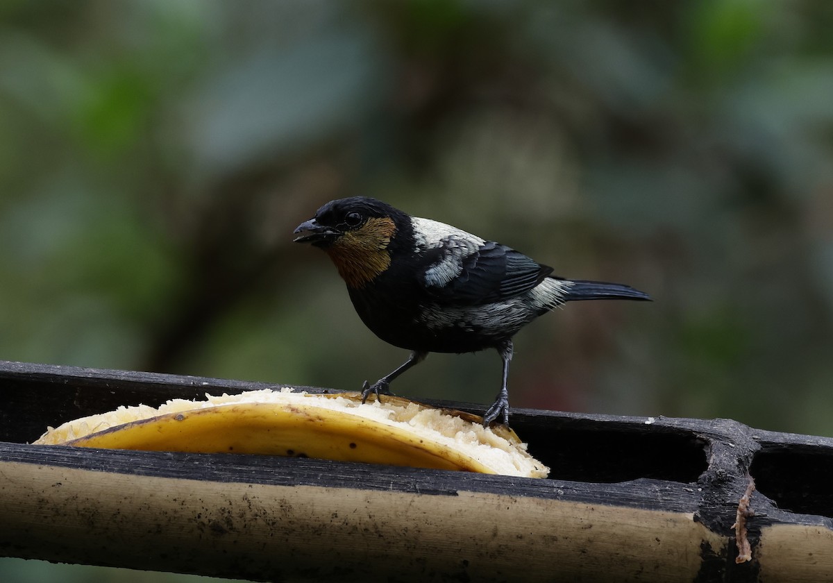 Silvery Tanager - ML646276875