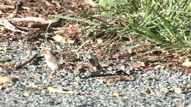 Maluro Soberbio - ML646276876