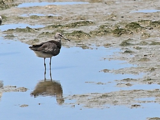 Gray-tailed Tattler - ML646276877