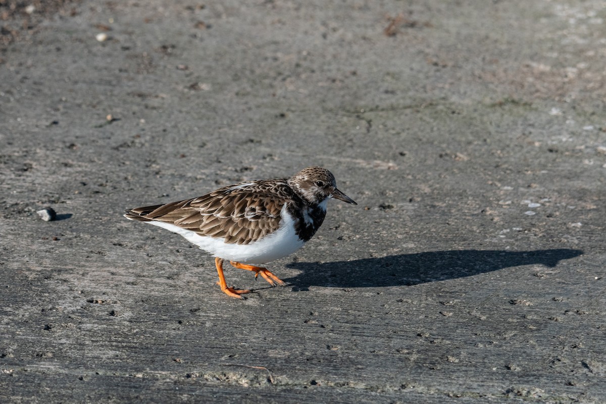 Ruddy Turnstone - ML646276878