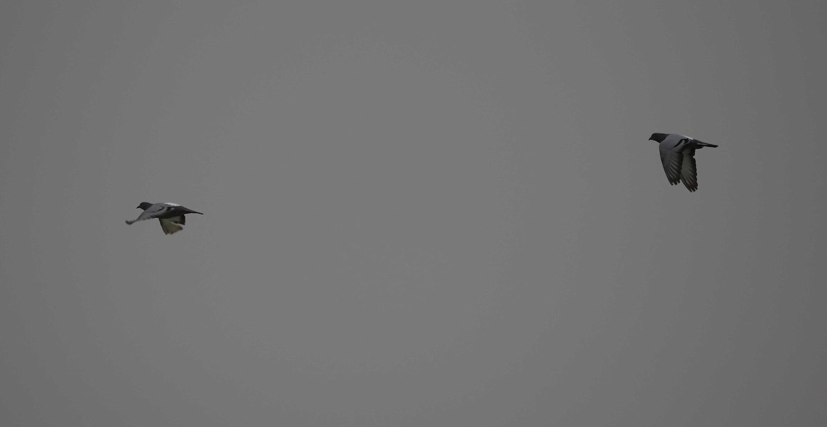 Kaya Güvercini - ML646276880