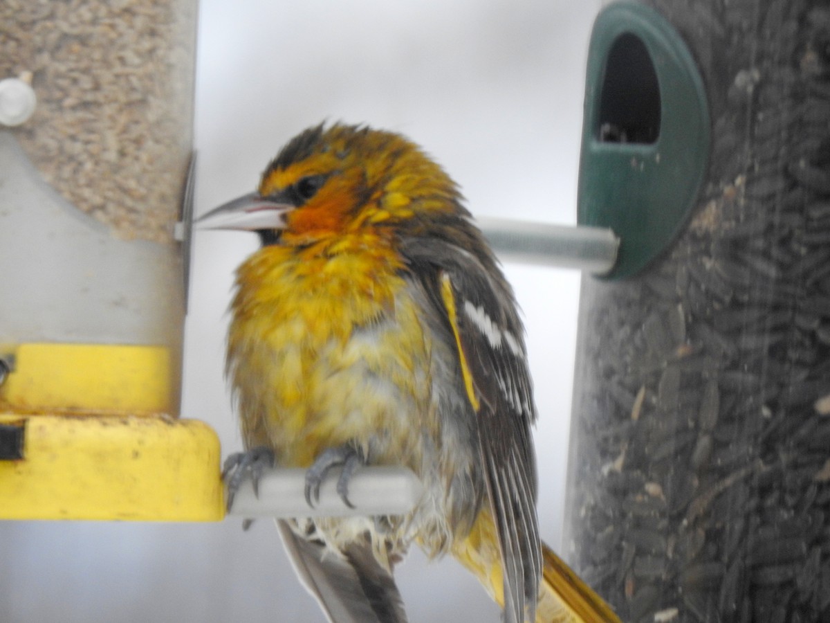 Bullock's Oriole - ML646276892