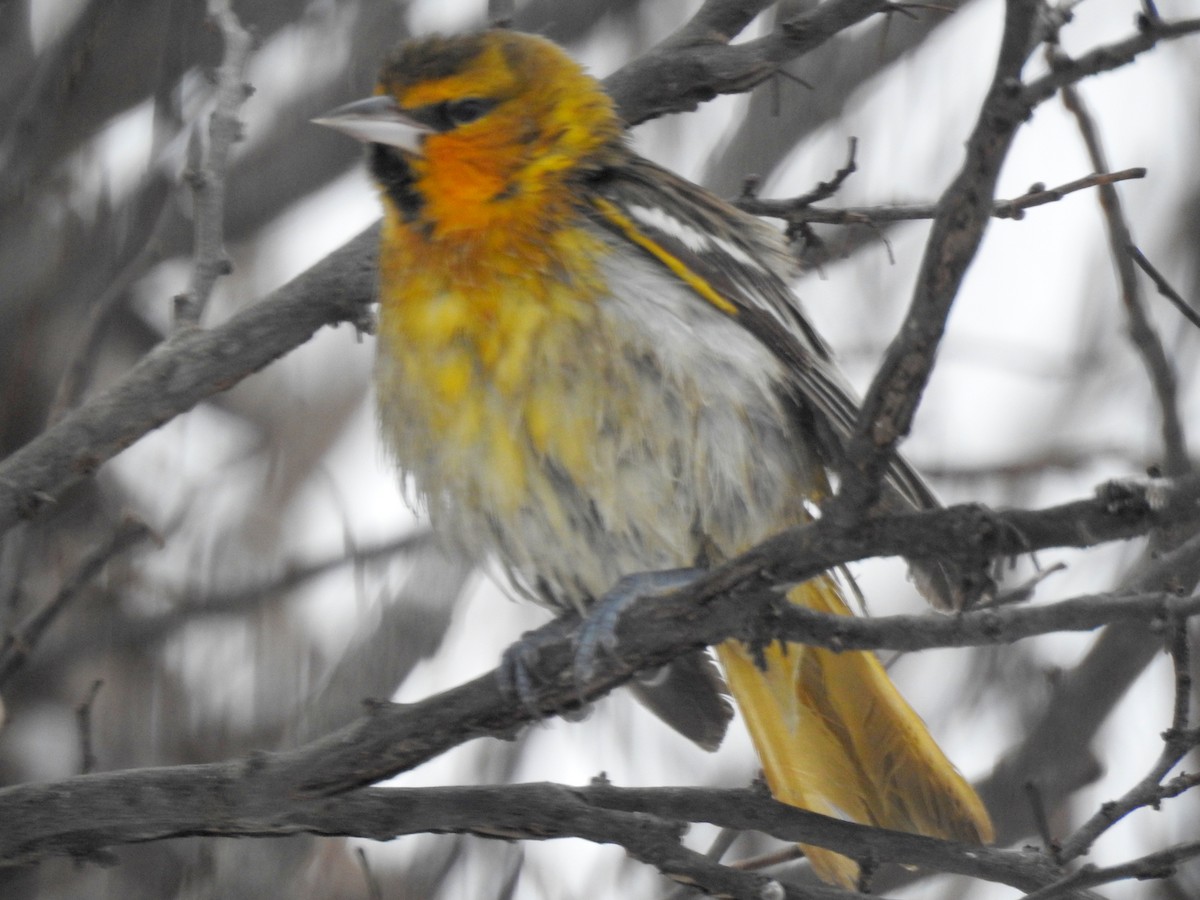 Bullock's Oriole - ML646276893