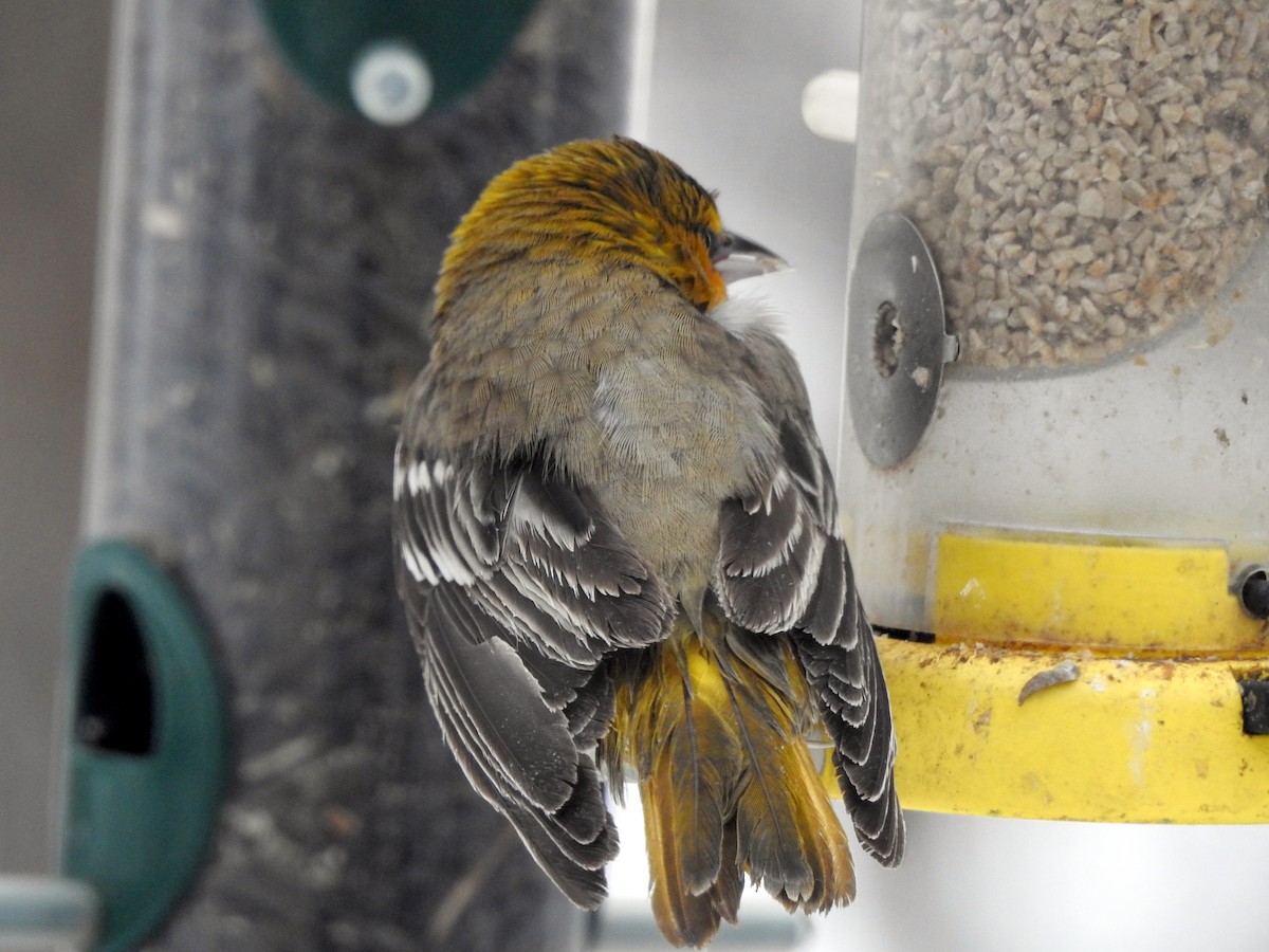 Bullock's Oriole - ML646276894