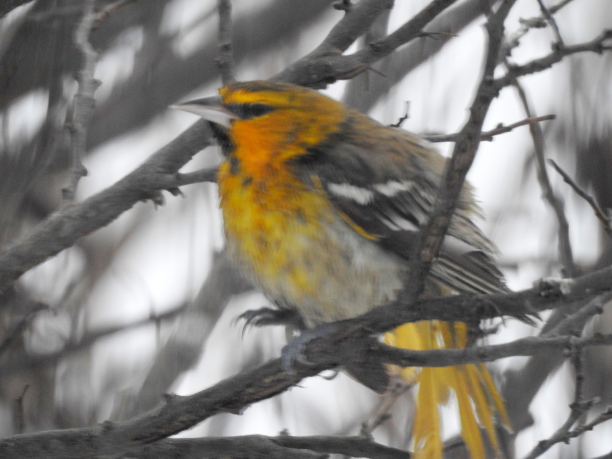 Bullock's Oriole - ML646276895