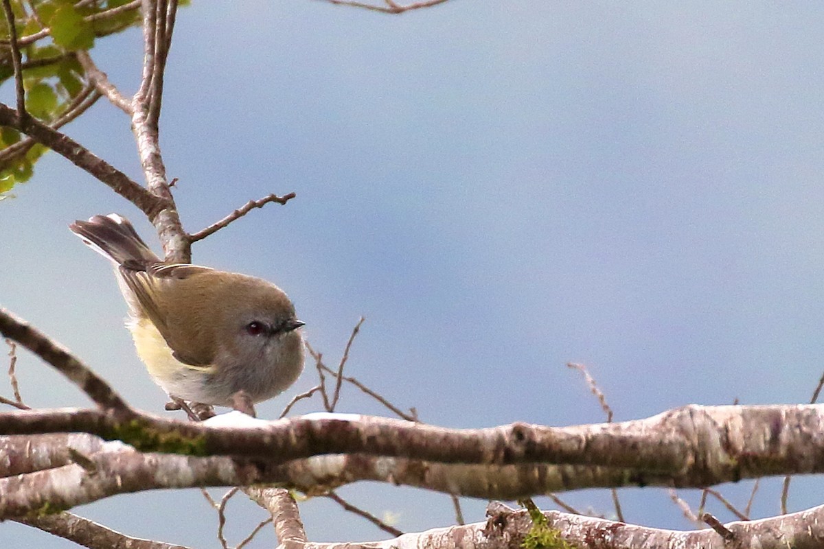 Gray Gerygone - ML646276897