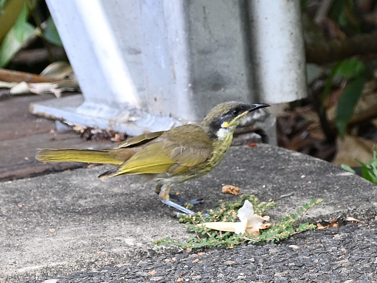 Varied Honeyeater - ML646276900