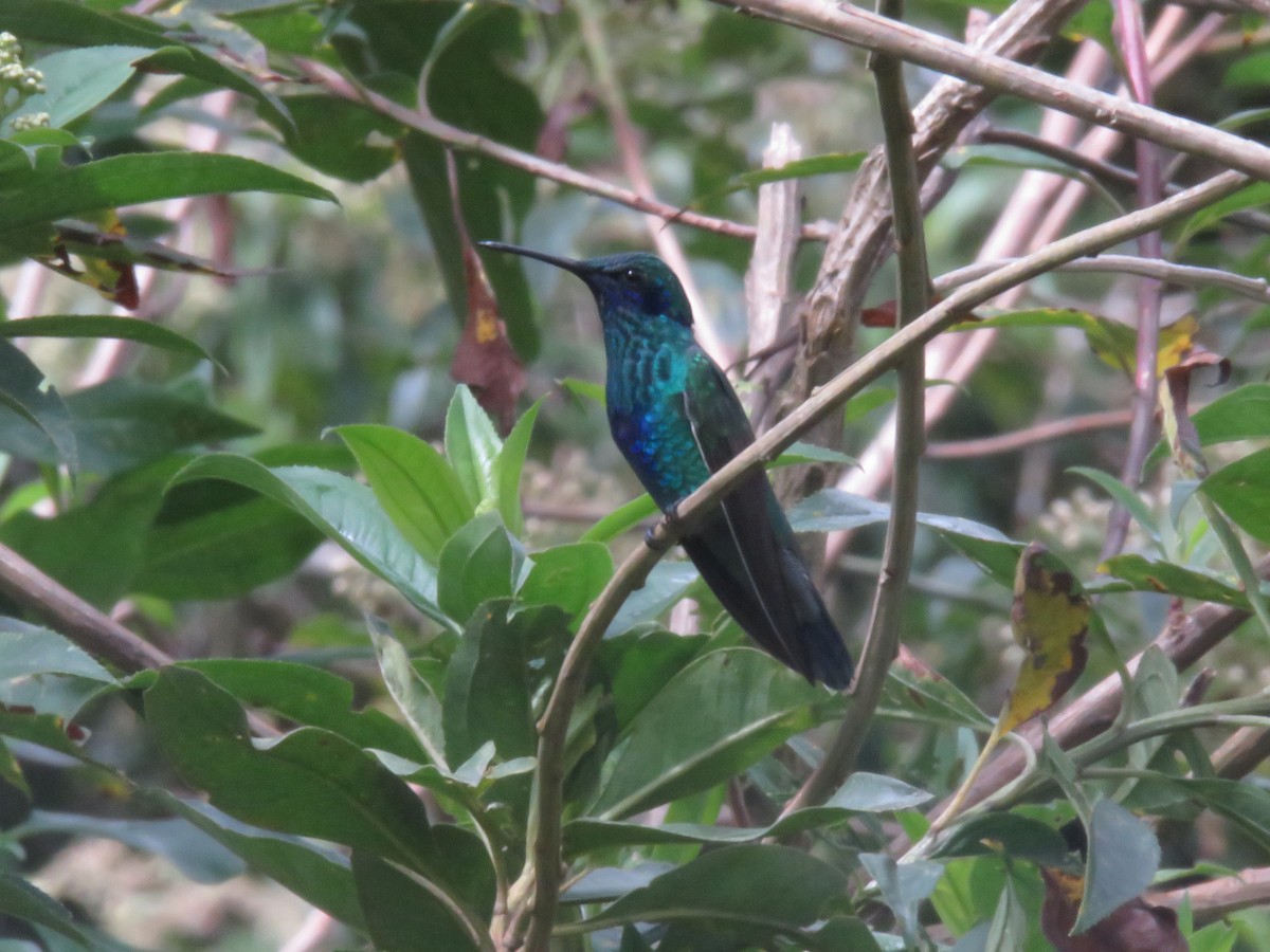 Colibrí Rutilante - ML646276901