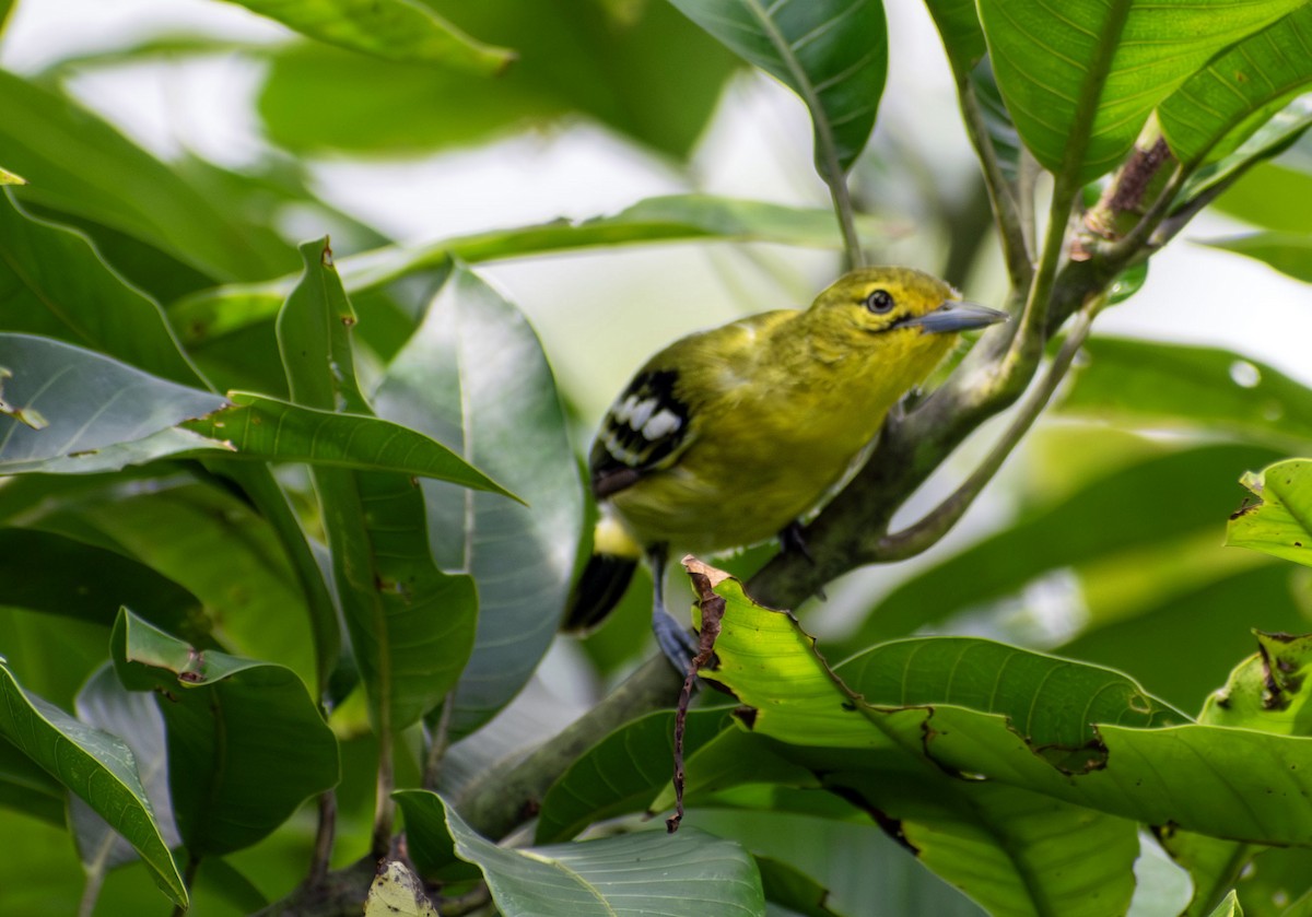 Petit Iora - ML646276902