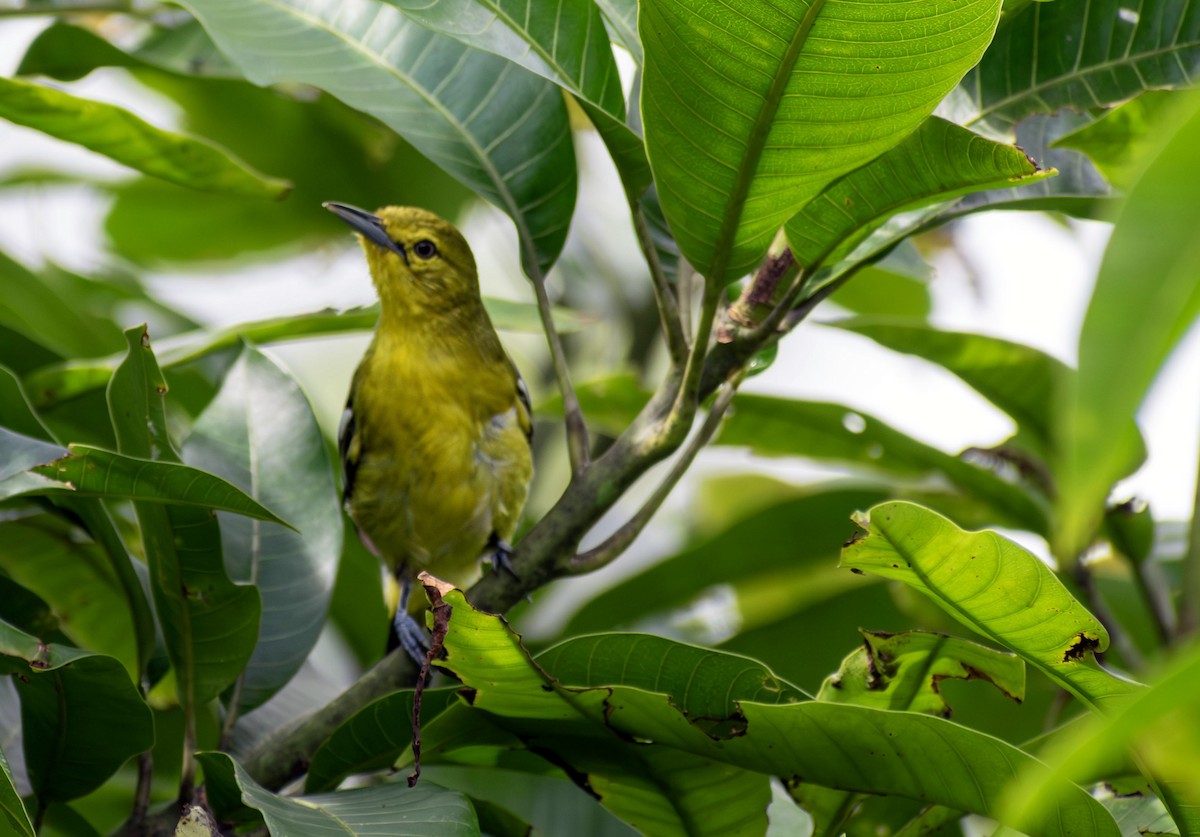 jora černokřídlá - ML646276903