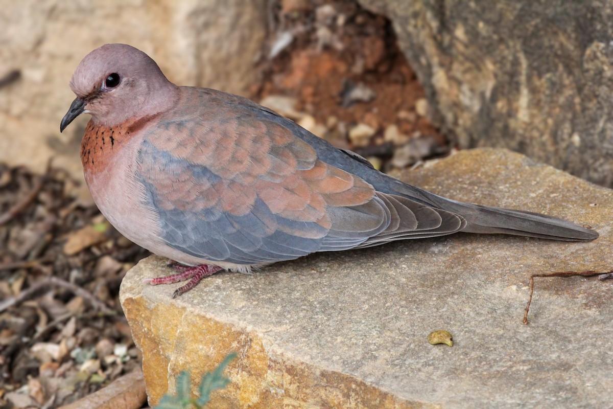 hrdlička senegalská - ML646276904