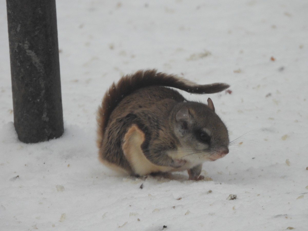 Southern Flying Squirrel - ML646276905