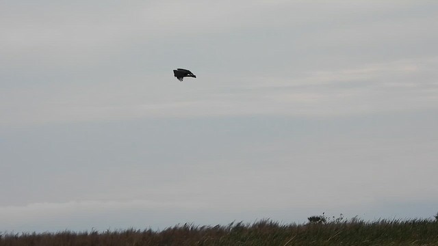 plžojed bažinný - ML646276906